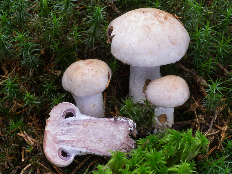 Cortinarius camphoratus